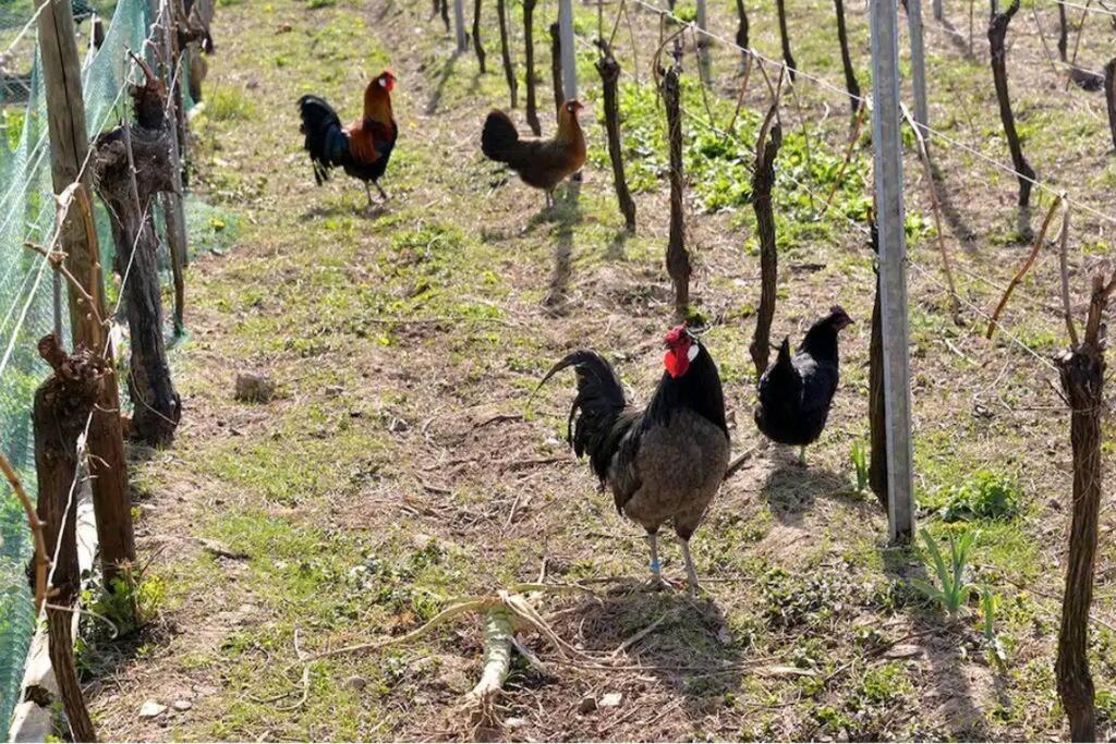 Gite L'Oeuf Ou La Poule, Parking Prive, Sur Domaine Viticole リボーヴィレ エクステリア 写真